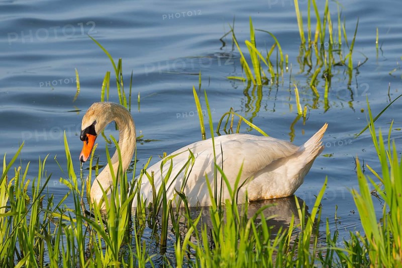 A Mute Swan (Cygnus olor) swimming on the shore of the Steinhuder Meer, animal photo, bird, bird species, nature photo, wildlife, fauna, Hagenburg, Lower Saxony, Germany