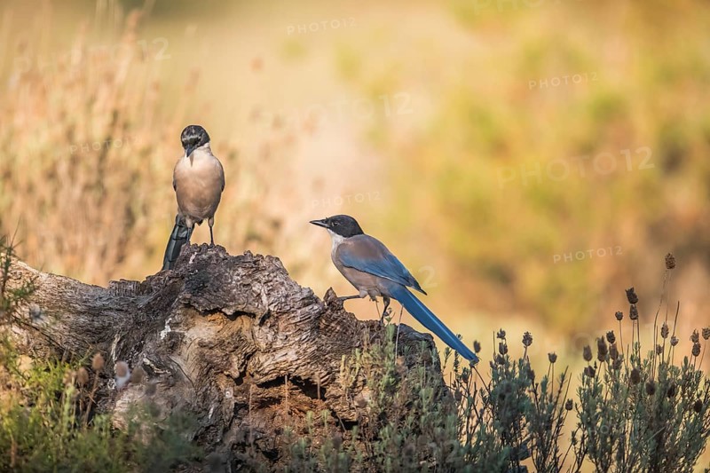 Blue magpie (Cyanopica cooki), Extremadura, Castilla La Mancha, Spain