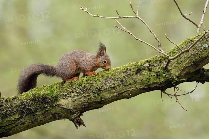 High up in the tree... Squirrel (Sciurus vulgaris) foraging in an old oak tree, in typical surroundings, side view, very natural picture, native nature, Meerbusch, Rhineland, North Rhine-Westphalia, Germany, Western Europe