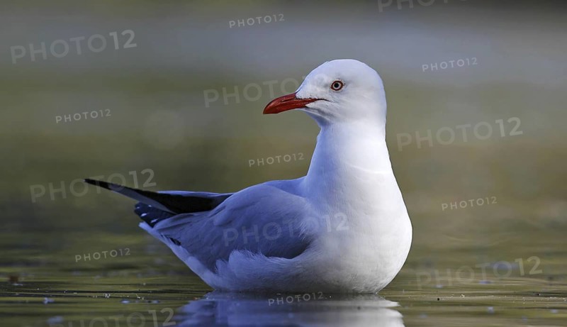 Silver Gull (Chroicocephalus novaehollandiae), New South Wales, Australia