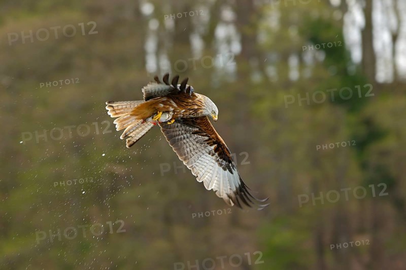 Rotmilan, lat. Milvus milvus, Altvogel im Flug mit von der Wasseroberfläche aufgegriffenem Fisch