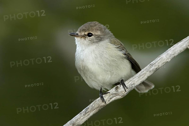 Lemon-bellied Flyrobin (Microeca flavigaster tormenti), Western Australia, Australia
