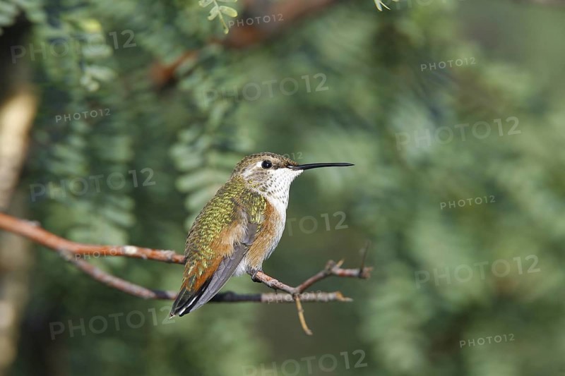 Rufous Hummingbird Selasphorus rufus Sierra Vista, Cochise County, ARIZONA, United States 23 August Immature Trochilidae