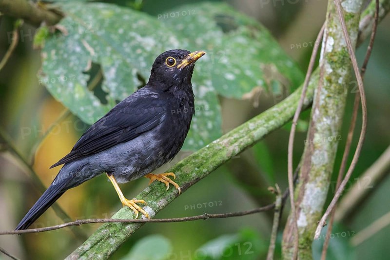 Yellow-legged Thrush (Turdus flavipes) perched on a branch in the Atlantic rainforest of southeast Brazil