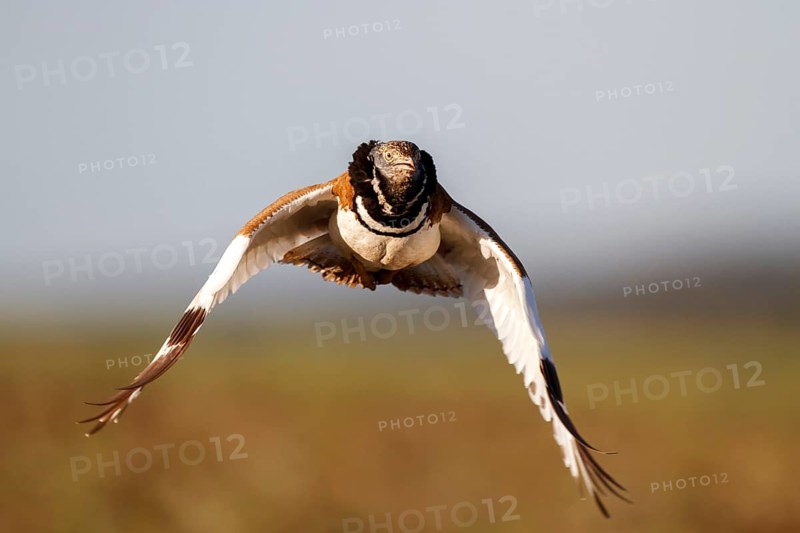 Little Bustard (Tetrax tetrax) male flying, Castile-La Mancha, Spain