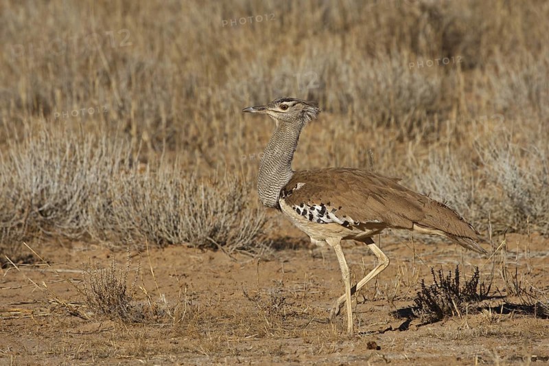 Kori Bustard (Ardeotis kori), Northern Cape, South Africa