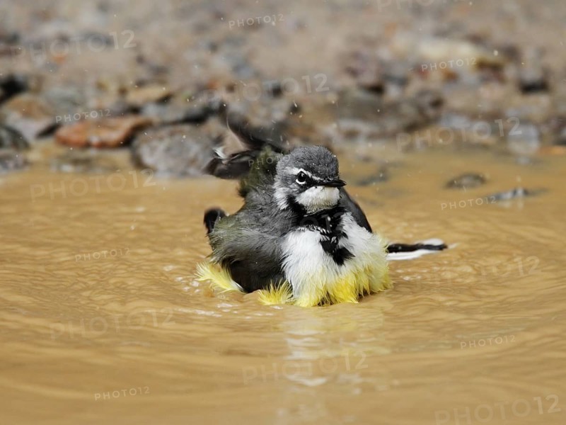 Madagascan Wagtail (Motacilla flaviventris) bathing, Analamazoatra, Madagascar