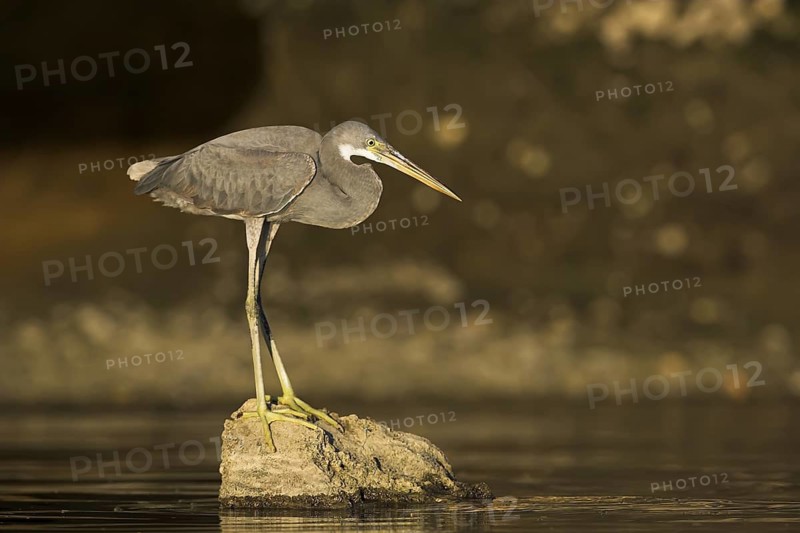 Western Reef Heron (Egretta gularis), Oman