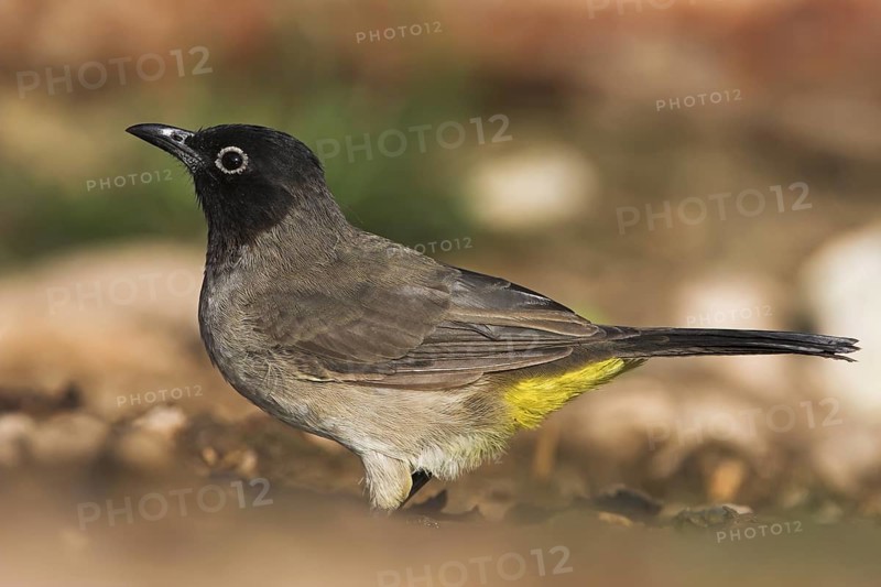 White-spectacled Bulbul (Pycnonotus xanthopygos), Oman