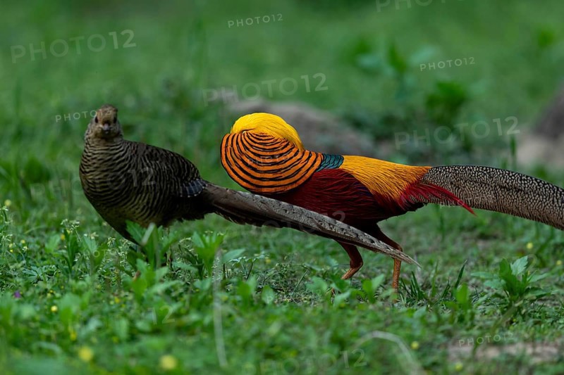 Golden Pheasant (Chrysolophus pictus) pair perched on the ground, Shanxi, China