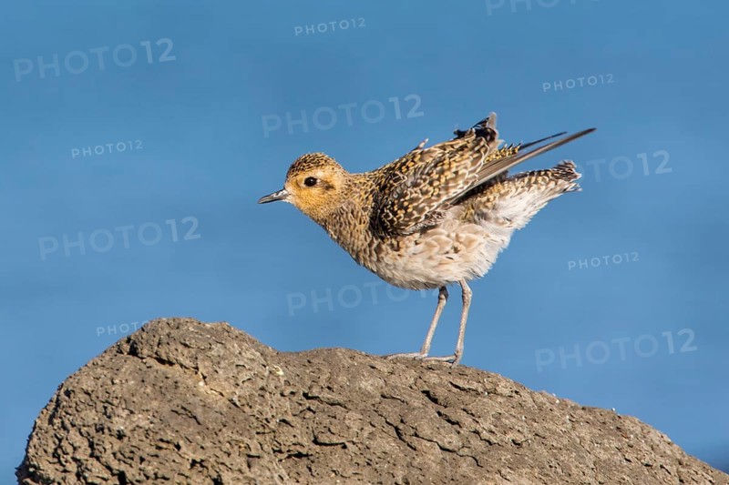Pacific Golden Plover (Pluvialis fulva), Victoria, Australia
