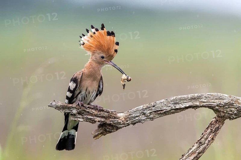 Eurasian Hoopoe (Upupa epops) with food in beak, Subotica, Serbia