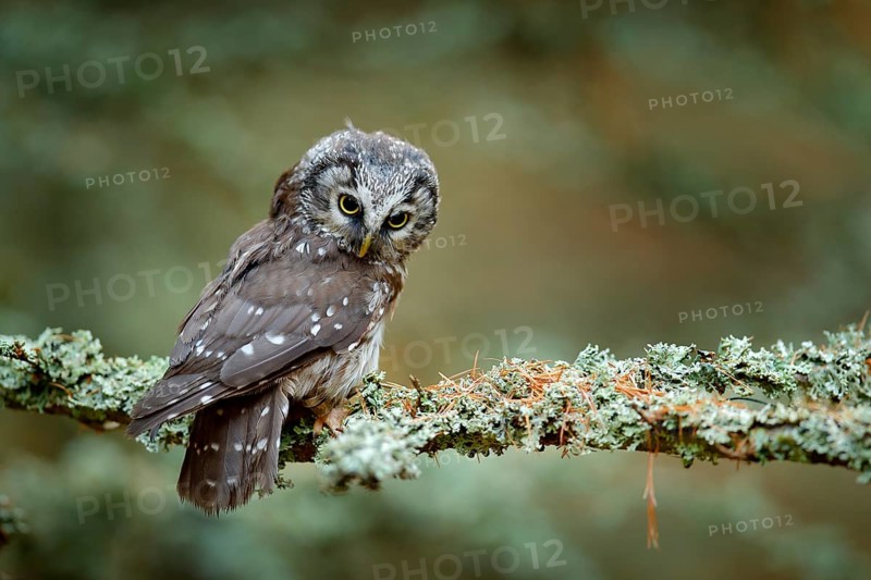 Owl hidden in the orange leaves. Bird with big yellow eyes. Autumn bird. Boreal owl in the orange leave autumn forest in central Europe. Detail portrait of bird in the nature habitat, Germany