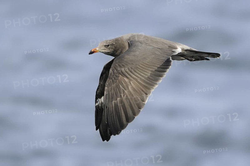 Heermann's Gull (Larus heermanni), British Columbia, Canada