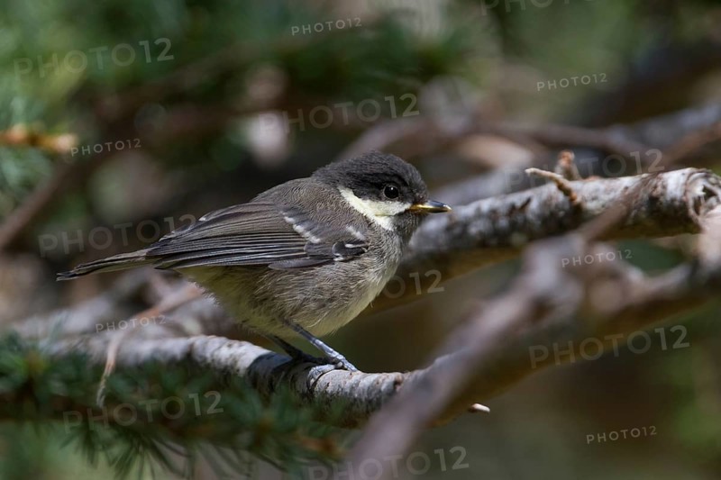 Cyprus Coal Tit (Periparus ater cypriotes) juvenile, Cyprus