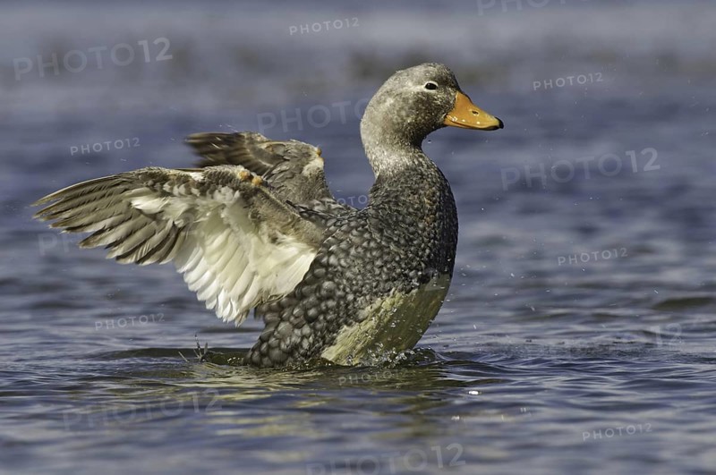 Flying Steamer Duck (Tachyeres patachonicus), Falkland Islands