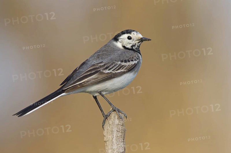 White Wagtail (Motacilla alba), Rhineland-Palatinate, Germany