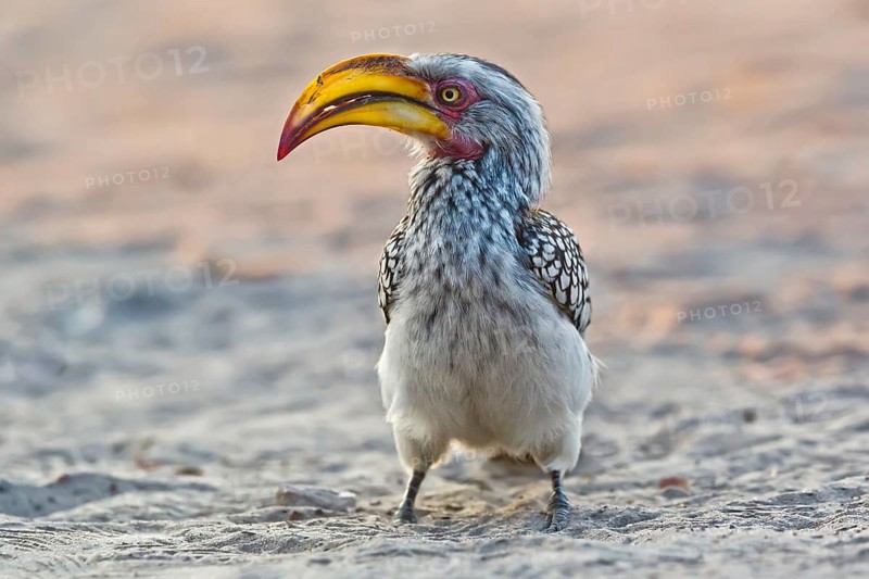 Southern Yellow-billed Hornbill (Tockus leucomelas), Moremi, Botswana