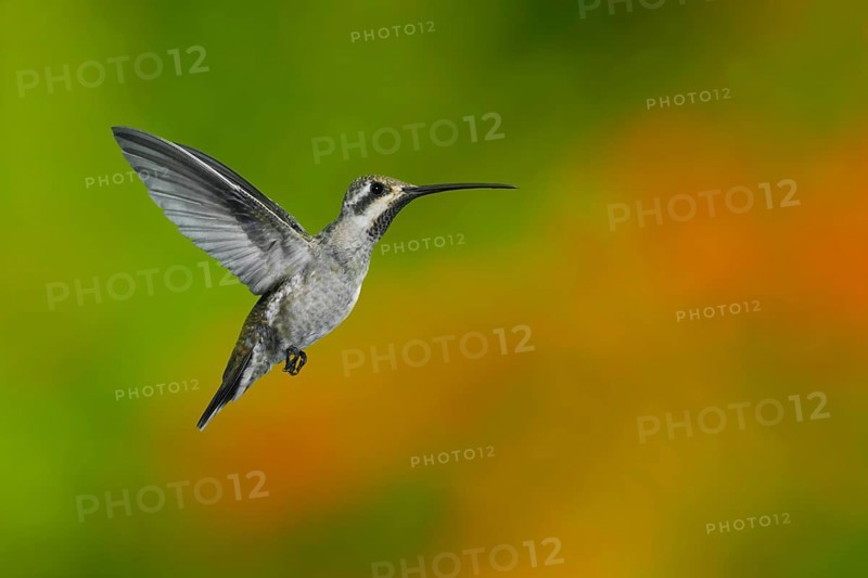 Plain-capped Starthroat Heliomaster constantii pinicola Puerto Vallart, Jalisco, Mexico 14 June Adult in flight. Trochilidae