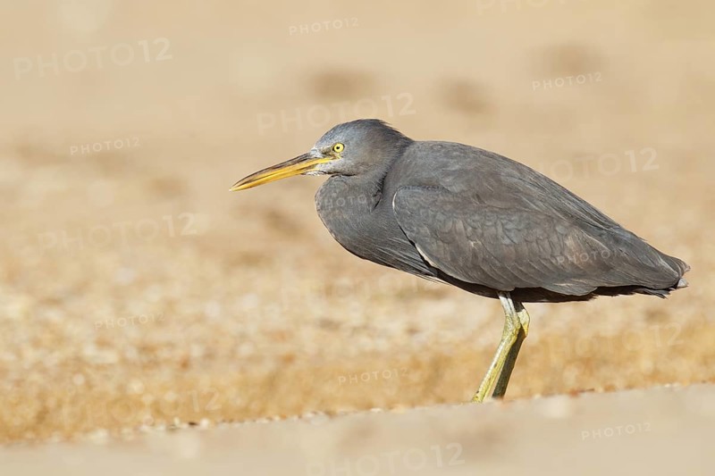 Pacific Reef Heron (Egretta sacra), Queensland, Australia