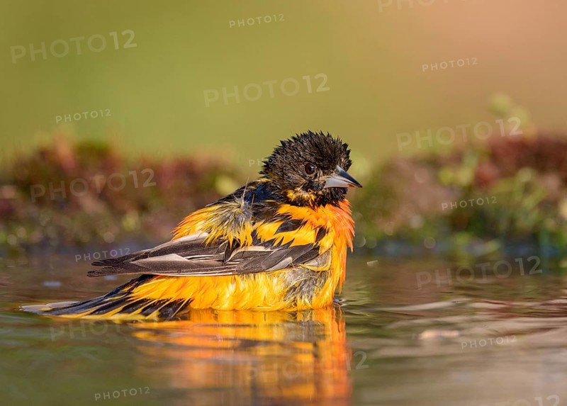Baltimore Oriole (Icterus galbula) male bathing, Texas, USA