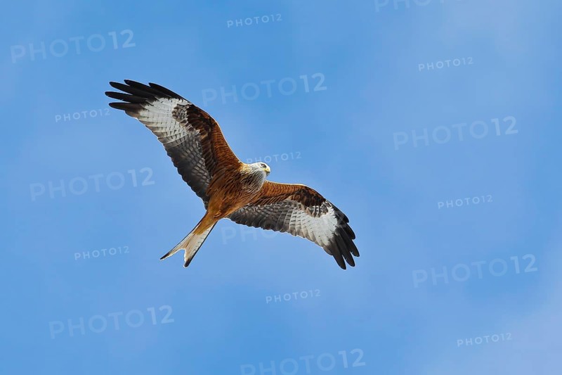 Red Kite (Milvus milvus) flying, Brandenburg, Germany