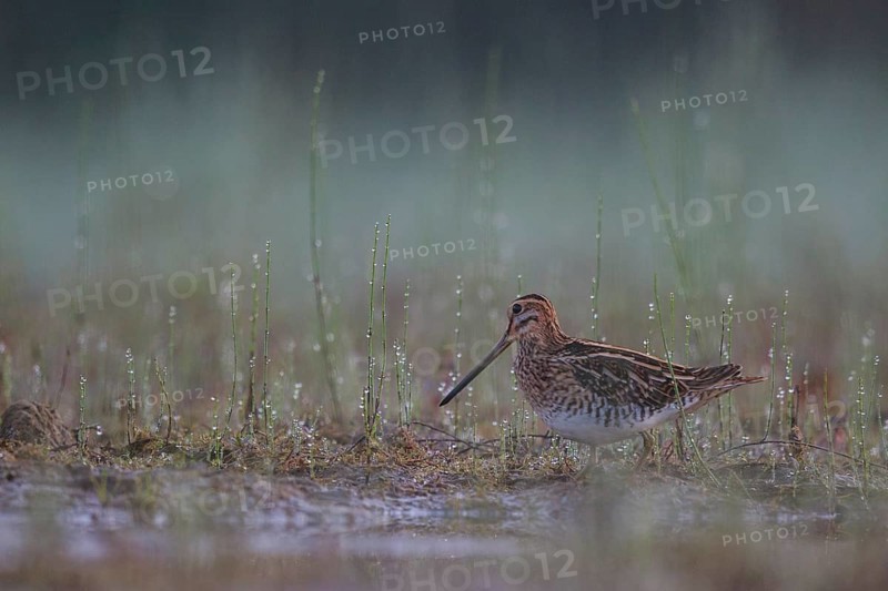 Common Snipe (Gallinago gallinago) foraging, North Rhine-Westphalia, Germany