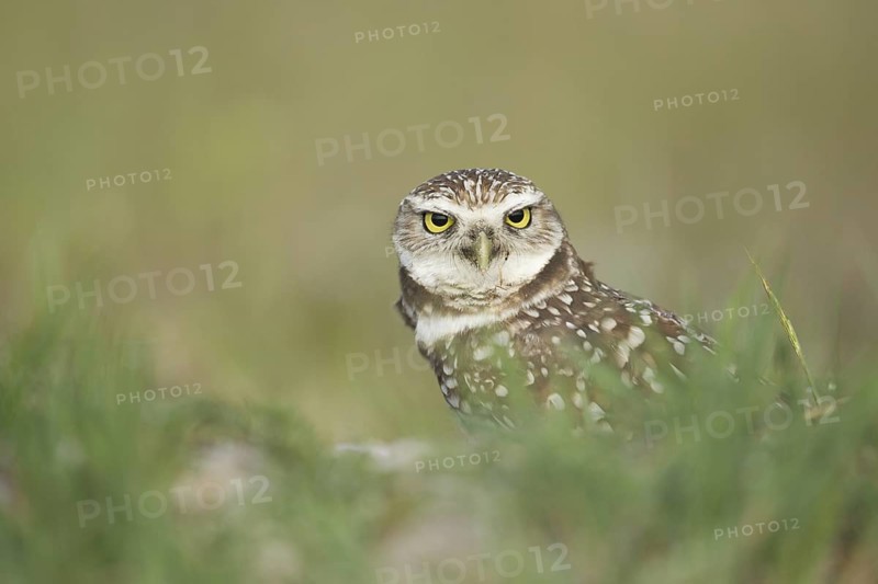 Burrowing Owl (Athene cunicularia), Florida, USA