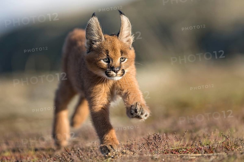 Caracal (Caracal caracal) cub running and jumping, Castile-La Mancha, Spain