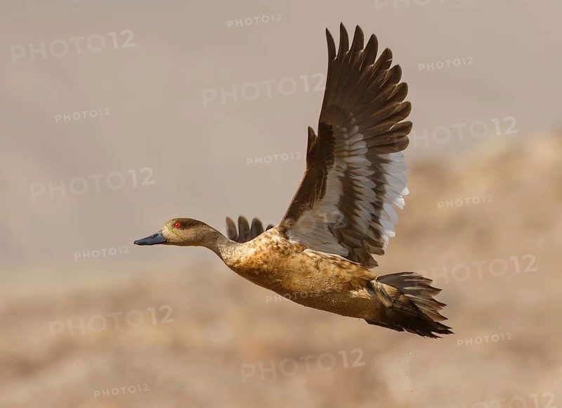 Crested Duck (Lophonetta specularioides) flying, Santiago Metropolitan, Chile