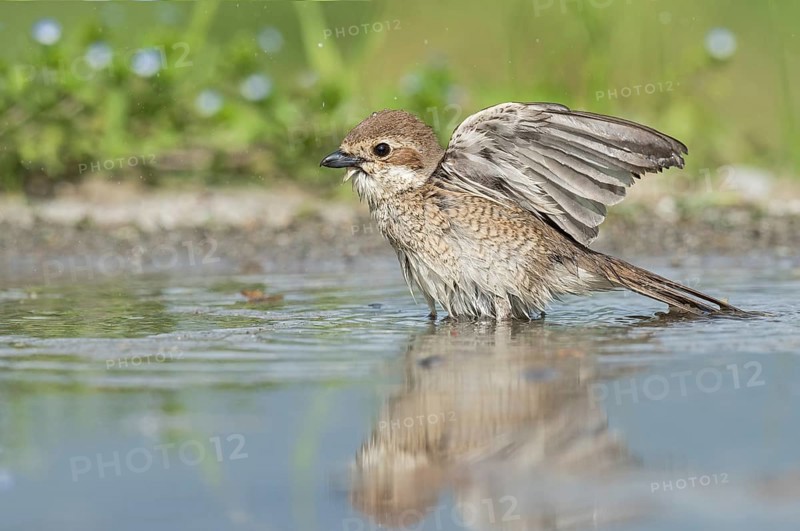 Red-backed Shrike (Lanius collurio) female bathing, Aosta Valley, Italy
