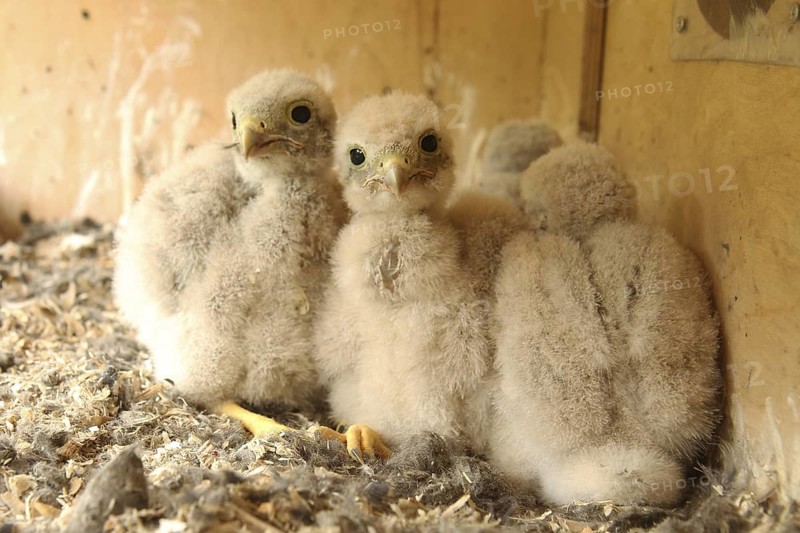 Common Kestrel (Falco tinnunculus) chick, Lower Saxony, Germany