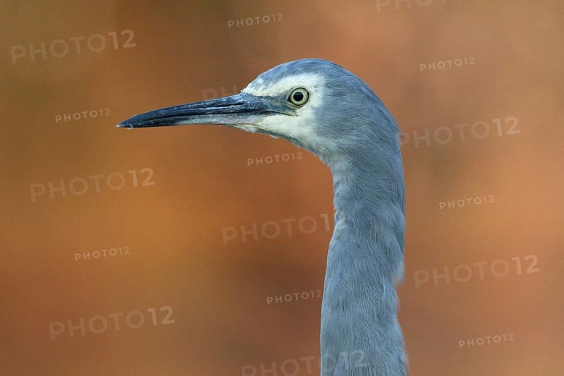 White-faced Heron (Egretta novaehollandiae), Victoria, Australia