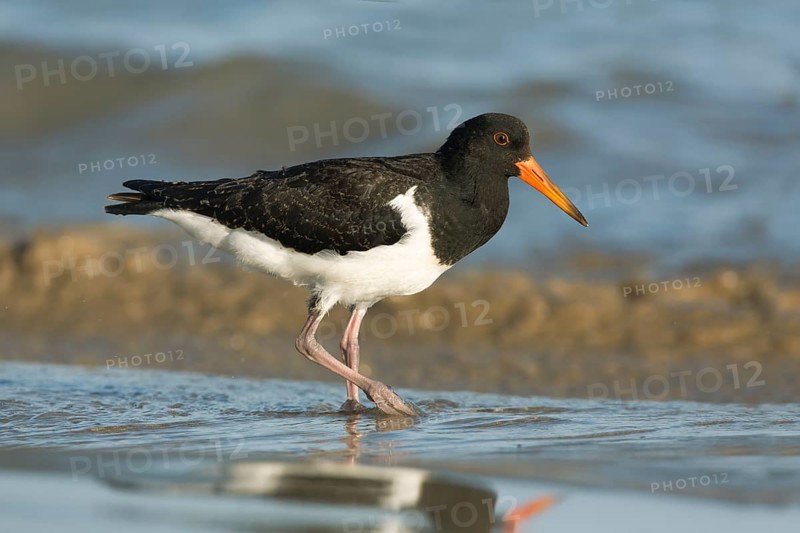 Pied Oystercatcher (Haematopus longirostris) juvenile foraging at shoreline, Victoria, Australia
