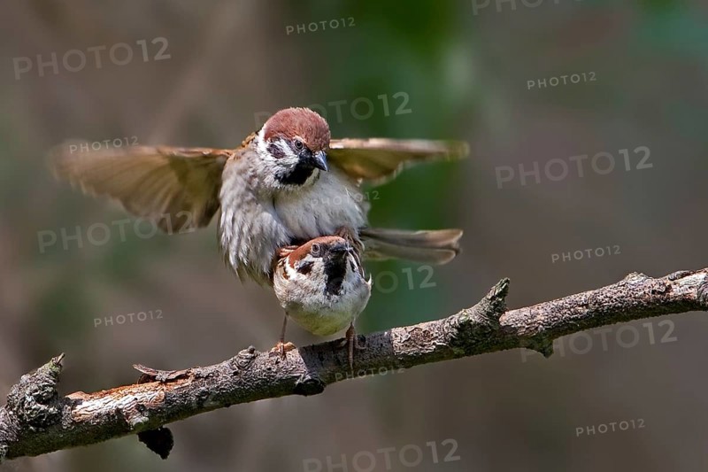 Eurasian Tree Sparrow (Passer montanus) pair mating, Saxony-Anhalt, Germany