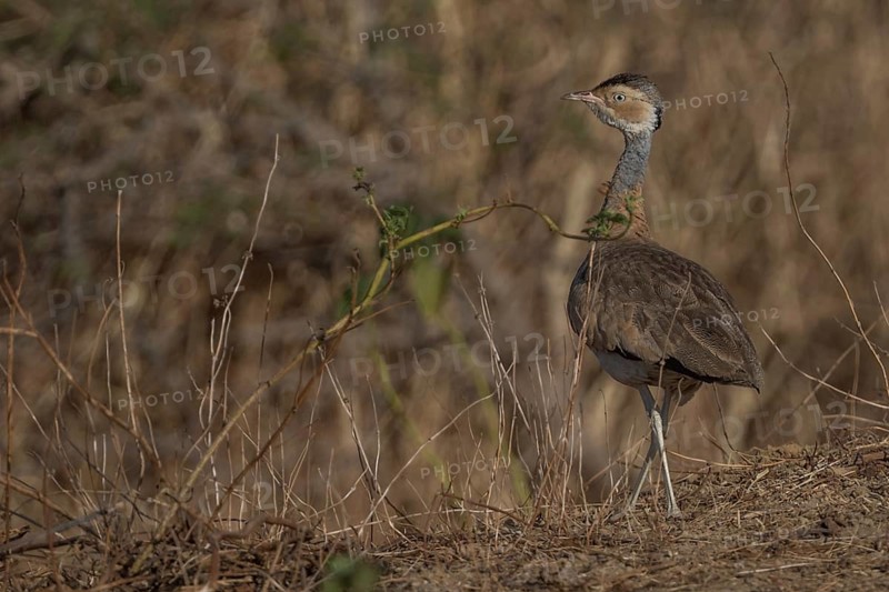 White-bellied Bustard (Eupodotis senegalensis) male, Senegal