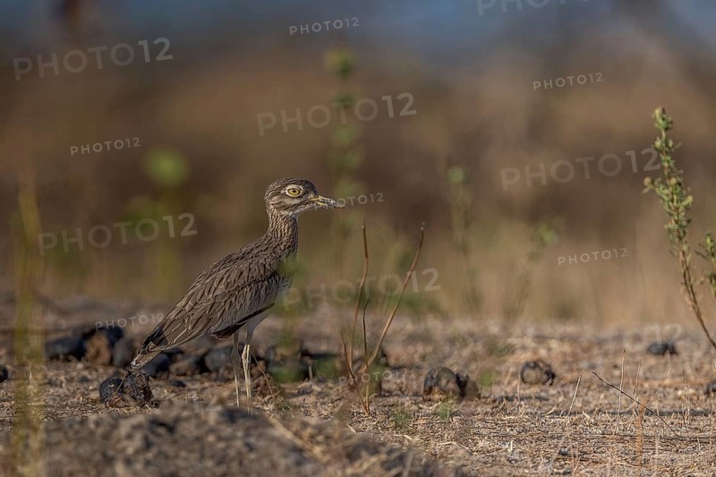 Senegal Thick-knee (Burhinus senegalensis), Senegal