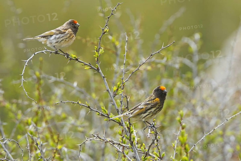Red-fronted Serin (Serinus pusillus), Nigde, Turkey