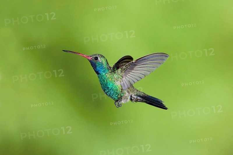 Broad-billed Hummingbird Cynanthus latirostris Santa Rita Mountains, Arizona, United States 18 May Adult Male Trochilidae