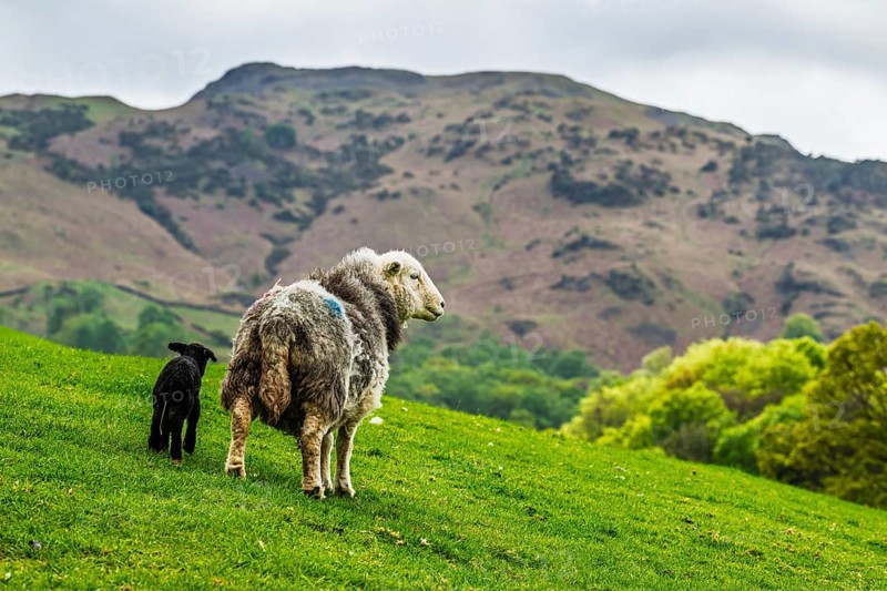 Sheep and farm in Lake District National Park, Coniston Water, Cumbria, England, United Kingdom