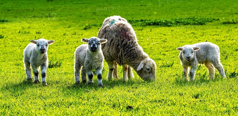 Sheep and farm in Lake District National Park, Coniston Water, Cumbria, England, United Kingdom