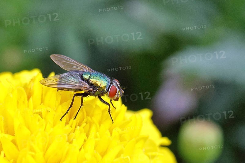 Bottle Fly (Lucilia caesar) on Tagetes or marigold (Tagetes sp.), macro photograph, Wilnsdorf, North Rhine-Westphalia, Germany