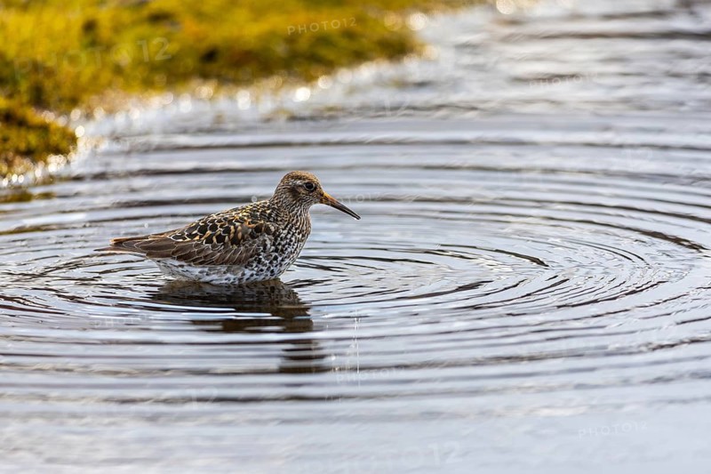 Black-legged stint (Calidris maritima) foraging, Aventdalen, Longyearbyen, Spitsbergen, Svalbard