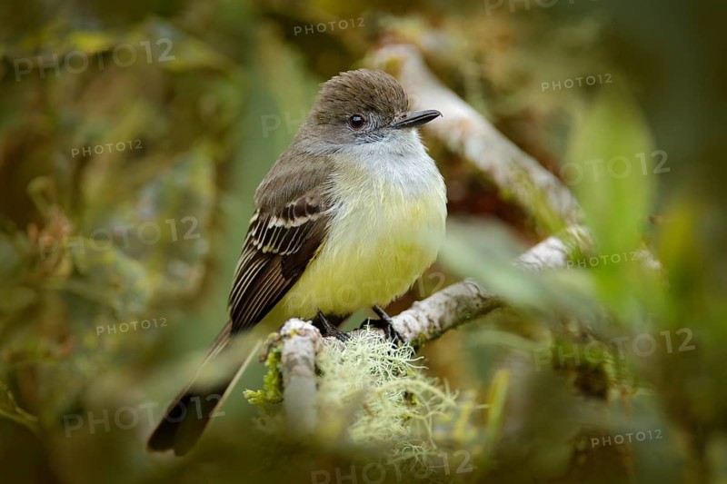 Pale-edged flycatcher, Myiarchus cephalotes, hidden in the nature forest habitat. Bird sitting on the tree branch, San Isidro in Ecuador. Bird travelling in South America