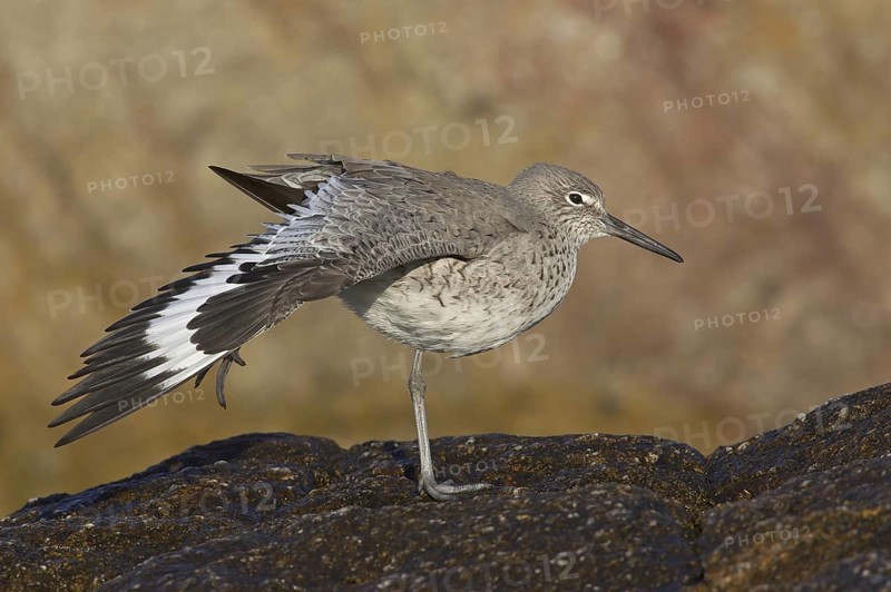Willet (Tringa semipalmata), California, USA