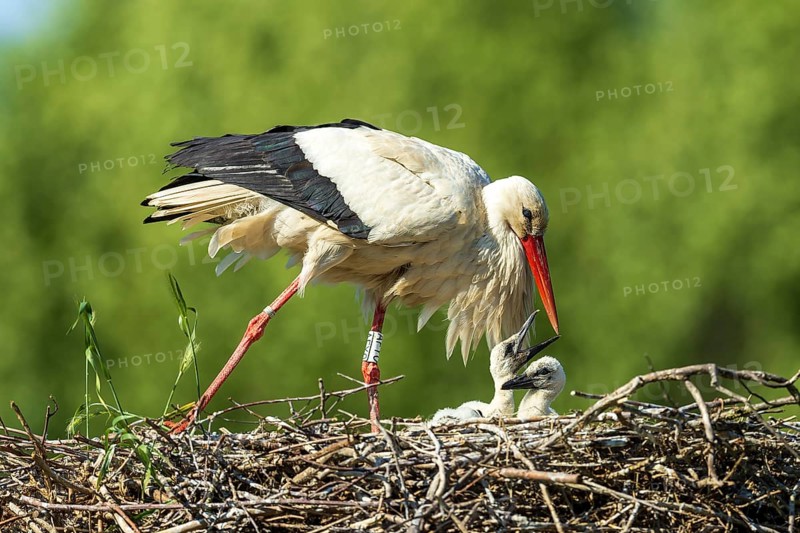 A stork leans towards its chicks in the nest, white stork (Ciconia ciconia), wildlife, Germany