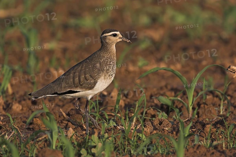 Sociable Lapwing (Vanellus gregarius), Oman
