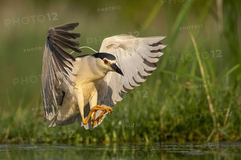 Black-crowned Night Heron (Nycticorax nycticorax) landing, Pusztaszer, Hungary