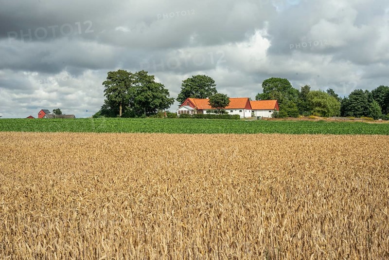 Field with ripe wheat at farm and heavy clouds in Ingelstorp, Ysads municipality, Skåne county, Sweden, Scandinavia