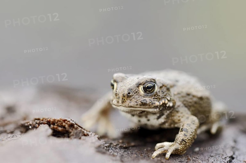 Natterjack toad (Epidalea calamita, Bufo calamita), North Rhine-Westphalia, Germany